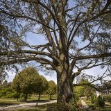 L'abattage des arbres qui ne sont pas dits remarquables sera simplifié dans le canton de Vaud (photo d'illustration). KEYSTONE/MICHAEL BUHOLZER